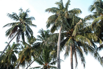 Fototapeta na wymiar Coconut palms near the ocean