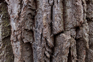 Bark of a tree