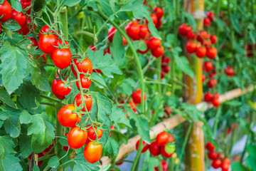 Fresh ripe red tomatoes plant growth in organic greenhouse garden ready to harvest