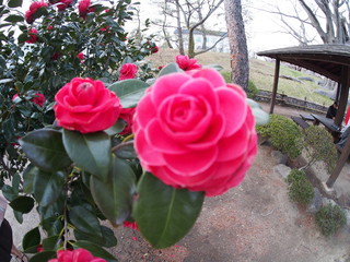 Camellia japonica red flower Fisheye lens