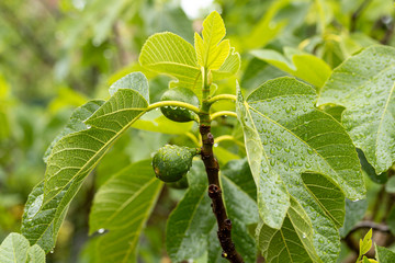 Frische Feige am Baum mit Regentropfen