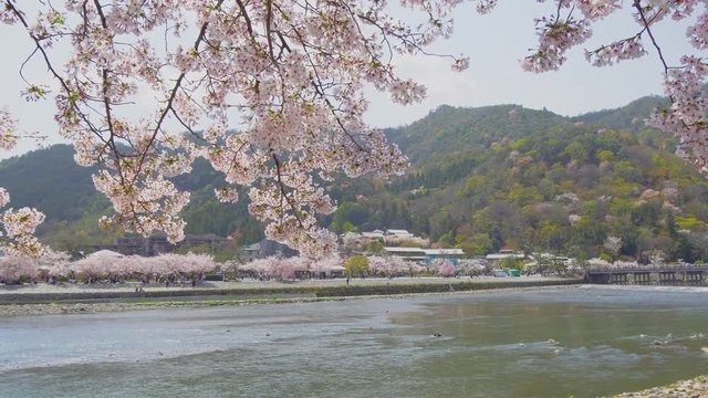 京都　嵐山の桜　春の風景　京都　日本