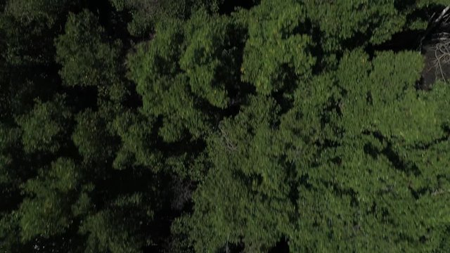 Aerial view of mangrove forest in Guarapari, Espirito Santo. Video recorded in 2019.