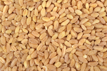 seeds of wheat