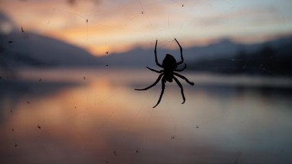 Mountain lake sunset and spider