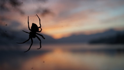 Mountain lake sunset and spider