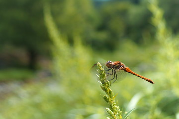 resting the Dragonfly wold insect