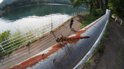 resting the Dragonfly wold insect
