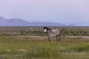 Wild Horse Stallion at Dawn in the Utah Desert