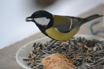 Petit oiseau au naturel, Occitanie, France