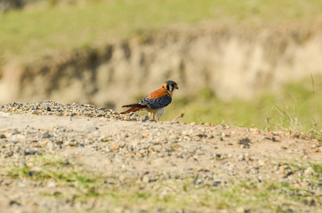 Falcon Peregrinus in the Tatacoa desert in Colombia.