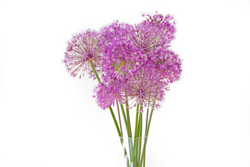 Naklejka premium Zierlauch freigestellt auf weißem Hintergrund