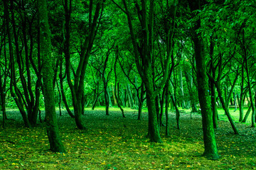 Fototapeta na wymiar Mystic green forest with trees and leaves. beautiful landscape.