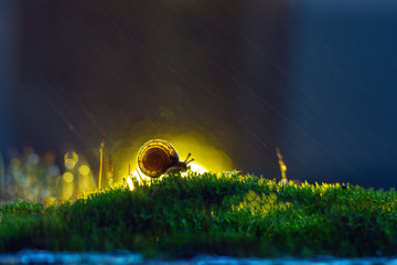 Little snail in the early morning