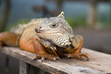 Iguana