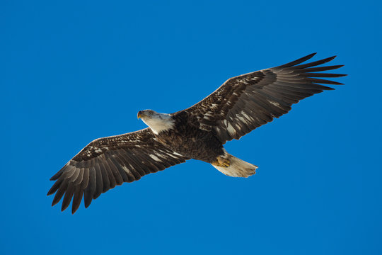 Juvenile bald eagle, Illinois
