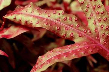 Closeup of fern leaves in red and gold color 