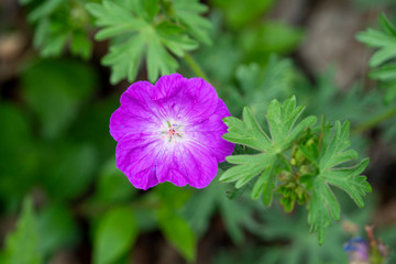 Blutroter Storchenschnabel - Geranium sanguineum