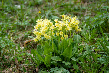 Wald-Schlüsselblume, hohe Schlüsselblume - Primula elatior