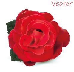 3d realistic rose isolated on white background. Vector illustration. Rose close-up.