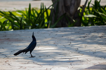 Grackle is flying and wlaking on the grass