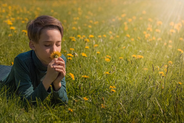 the boy lies in the park and sniffs a plucked yellow dandelion, allergic to flowers, dandelion meadow