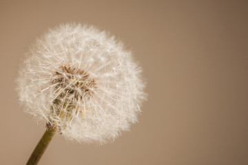 white fluffy dandelion close, macro, flying seeds, brown background out of focus