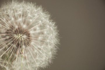 white fluffy dandelion close, macro, flying seeds, flower structure, dandelion texture
