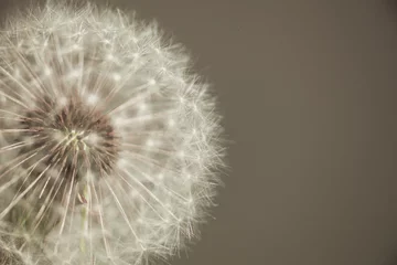 Poster white fluffy dandelion close, macro, flying seeds, flower structure, dandelion texture © Leka