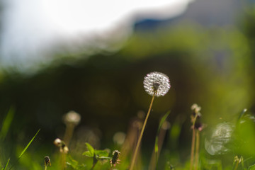 Dandelion in the grass with a blurred background.