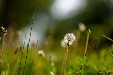 Dandelion in the grass with a blurred background.