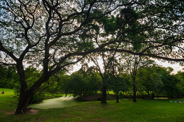 Fototapeta premium Public green tree park with pond