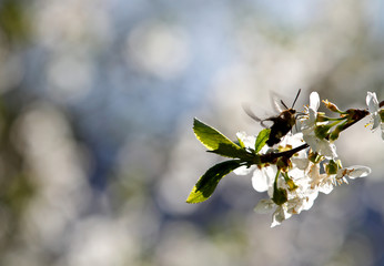 A hawk moth flying in beautiful cherry flowers in spring 