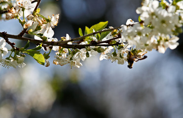 A hawk moth flying in beautiful cherry flowers in spring 