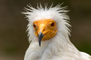 portrait of a vulture