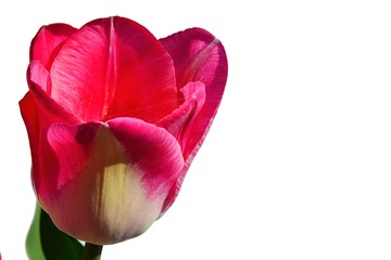 Detail of two-tone bicolour tulip chalice, Hot Pants hybrid, white background