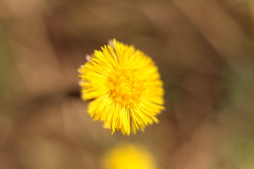 dandelion on green background