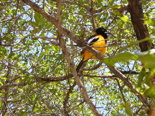 Gelber Vogel im Baum am karibischen Strand