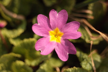 Fototapeta premium pink flower