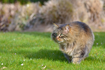 Naklejka na ściany i meble Angora cat (Felis catus) walking on grass 