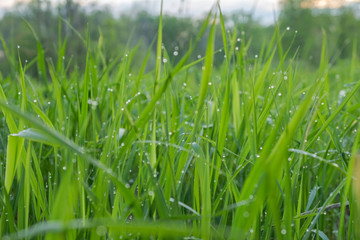 Green grass after the rain in the water drops, rain drops on the grass
