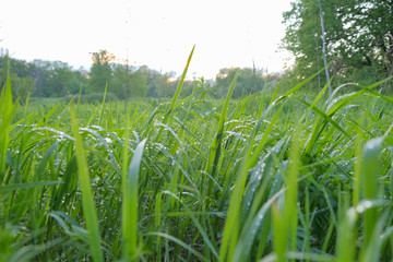 Green grass after the rain in the water drops, rain drops on the grass