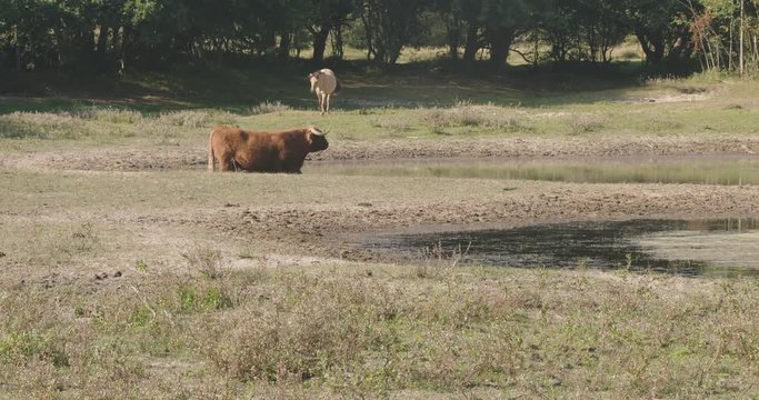 Beautiful shot of a mare walking to a pond. In the pond stands a large highlander bull cooling from the hot sun.