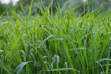 Green grass after the rain in the water drops, rain drops on the grass