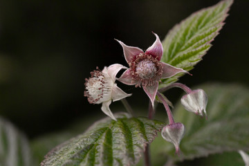Zweig mit himbeerblüten auf grünem hintergrund