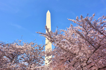 WASHINGTON, DC -6 APRIL 2019- View of the Washington Monument, a landmark obelisk, during the cherry blossom season in spring in the nation&rsquo;s capital.