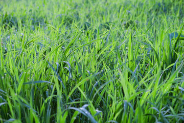 Green grass after the rain in the water drops, rain drops on the grass