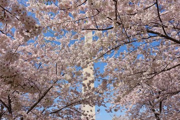 WASHINGTON, DC -6 APRIL 2019- View of the Washington Monument, a landmark obelisk, during the cherry blossom season in spring in the nation’s capital.