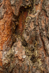 The photo of wood bark. Background for timber industry.