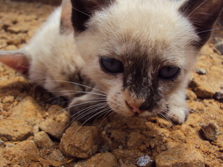 beautiful cat 